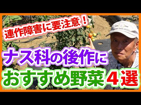 秋にトマトの後に何を植えることができますか？温室と庭用の7つの植物  庭園