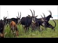 Feeding Sable Antelopes