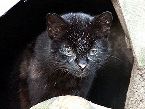 Small Cat Spotlight: Pallas's Cat