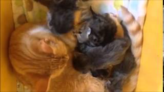 Henry Fosters Tiny Kittens