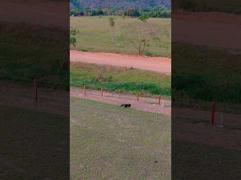 Tamanduá Bandeira |  Pantanal de Rio Negro - MS 🇧🇷