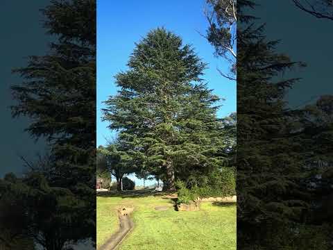 Cedrus libani - Cedar of Lebanon