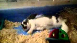 How My Rabbit Lies Down