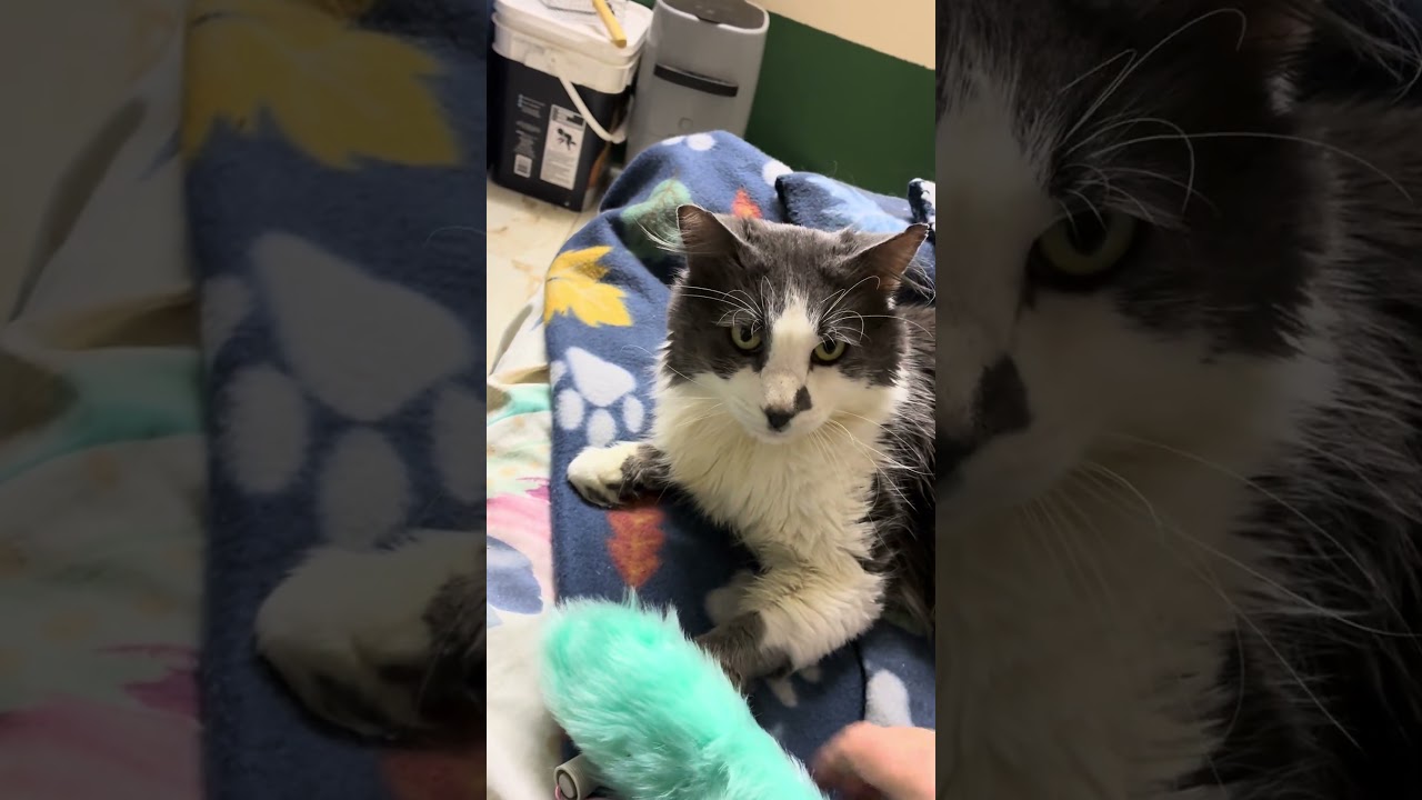 Enlarge Big Boy, a ADOPTABLE mixed breed in Springfield, MA video 1/6