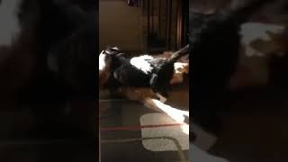☆Super Cute Animals☆Cute cats and funy dogs＆cat　videos compilation2021C㉓#Shorts