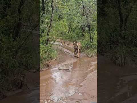 Tiger vs King Cobra #wildlife #shorts #ytshorts #travelfromhome #tadoba #wildlife #viral #trending