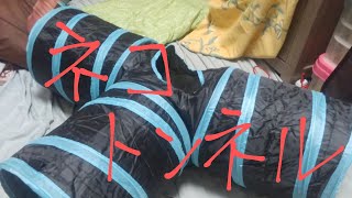 猫動画 ネットキャッチャー「トレバ」でキャットトンネルを取ったので遊ばせてみた よっぴぃ動画