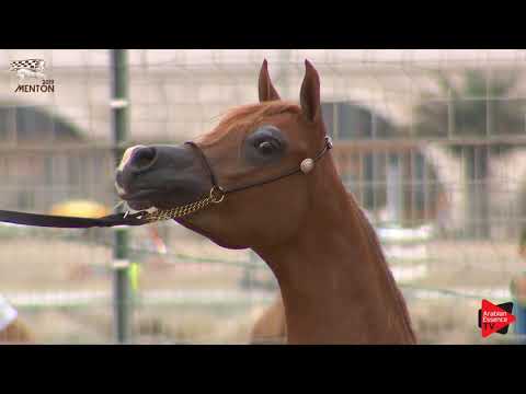 N.23 D A'ASALEYYAH - Menton 2019