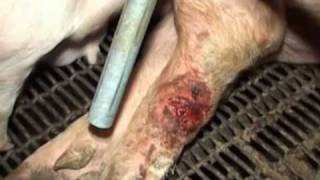 The Reality of Factory Farming - feat. Darren Cordeux (Kisschasy)