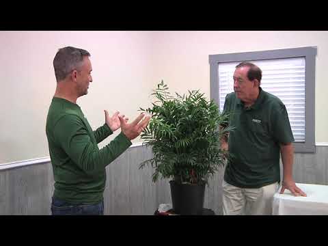 Plantz Palor Palm Tree