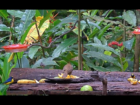Fulvous-vented Euphonia And Thick-billed Euphonia Males Share Panama Fruit Feeder – Nov. 18, 2020