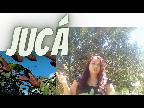 Vídeo: Jucá: para que serve e dúvidas frequentes
