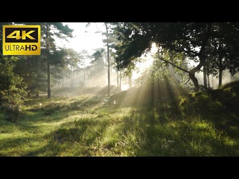 CHILLOUT LOUNGE RELAXING MUSIC Autumn Special Mega Mix 2022 🎶 Best Wonderful Chill out Long Playlist