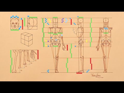 Proportions of a Human Body