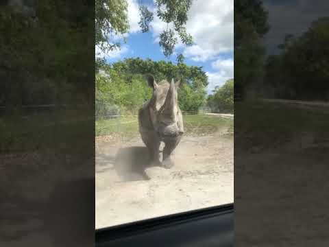 Le rhinocéros fonce sur notre voiture !