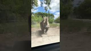 Le rhinocéros fonce sur notre voiture !