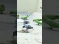 Katuri - Feeding Pigeons and Parrots