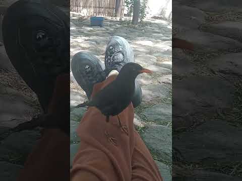 La Chiguanca de Los Molles.San Luis.Argentina. #birds #viral #pajaro #naturaleza#nature