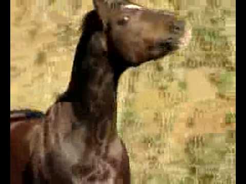 LOTE 35 - Buenacho do Infinito