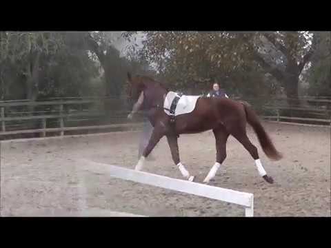 Franzolero v. Franziskus - Solero