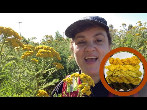 How to Naturally Dyeing with Tansy: Getting Five Colours from One Pot ​⁠@WildcraftDyeing