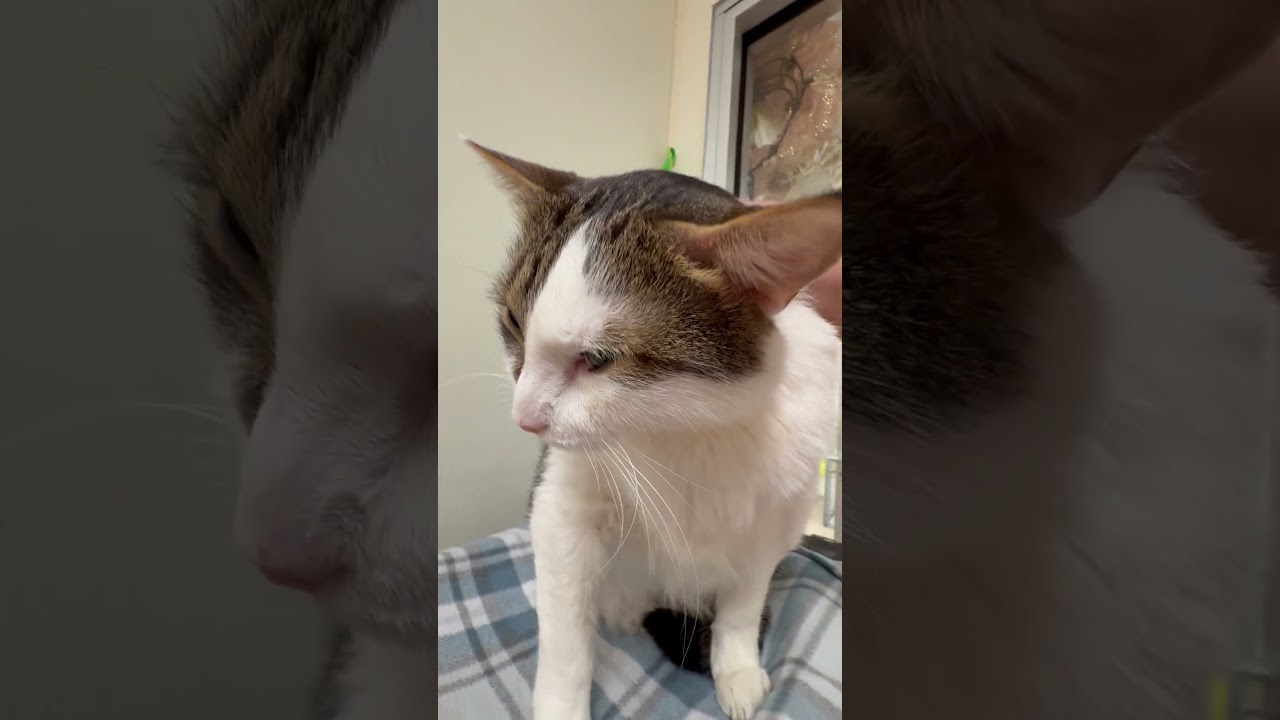 Enlarge Hercules, a Adoptable Domestic Short Hair in Oshkosh, WI video 5/5