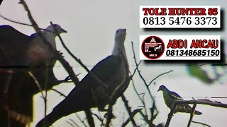 BERBURU PERGAM & PUNAI ❗TERNYATA BIAR MBENGKONG MASIH SAKTI 