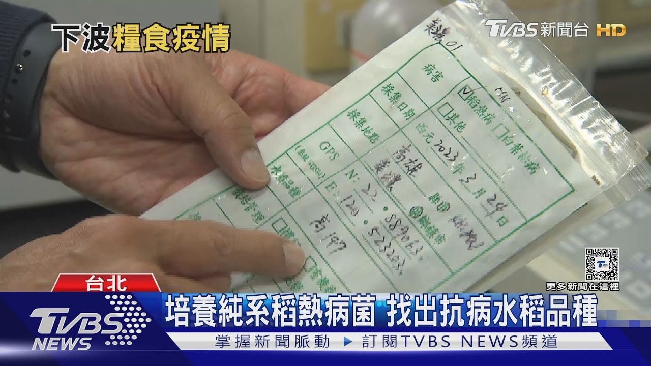 氣候變遷恐釀糧食危機 下一波全球大流行是作物病害?