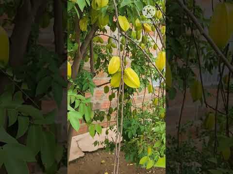 ¿CON QUE NOMBRE LO CONOCES? #colombia #Palermo #Huila #RECORRIDOCASPACHINERO