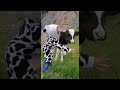 Little Girl Sings To Baby Calf || ViralHog