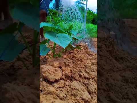 The Ultimate Guide to Growing Cucumbers (Tips & Techniques)