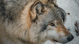 Wölfe könnten zu einem Stolperstein in den Beziehungen zwischen der Europäischen Union und Schweden werden