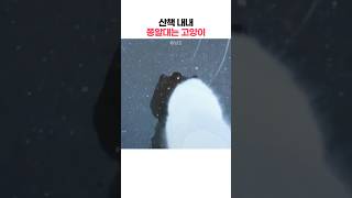 산책냥