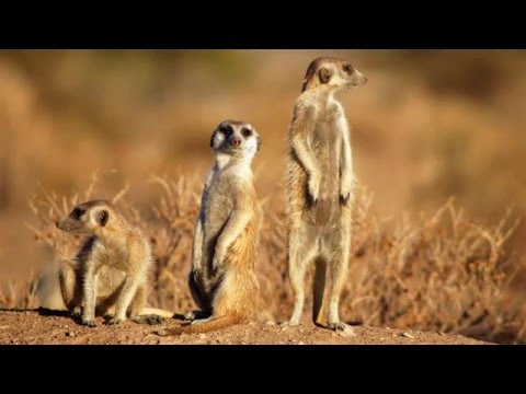 Mapping Sub-Second Structure in Mouse Behavior