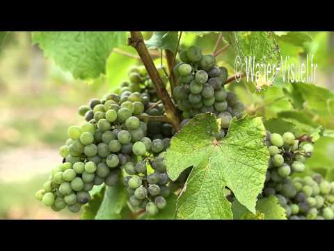 comment traiter la vigne en bio