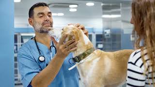 Should You Buy Veterinary Pet Insurance?