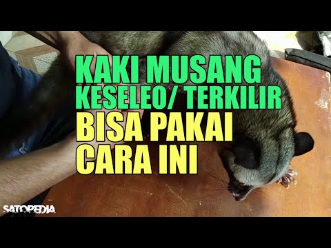 , title : 'Cara Mengobati Kaki Musang | Pertolongan Pertama | Satopedia #12'