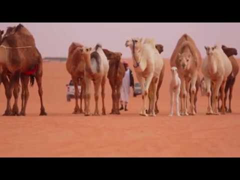 Dashuria e sahabeve ndaj Profetit Muhamed alejhi selam