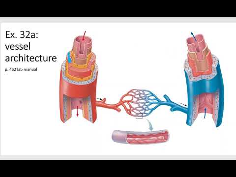 232L Ex. 32a, 32b Blood vessels