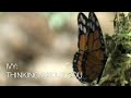 Ivy - Thinking About You (Official Music Video)