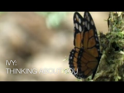 Thinking About You - Ivy