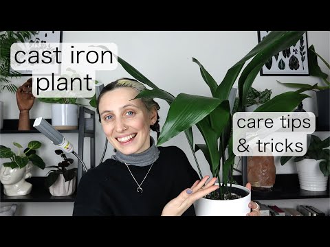 , title : 'MY EASIEST PLANT | Cast Iron Plant Care'