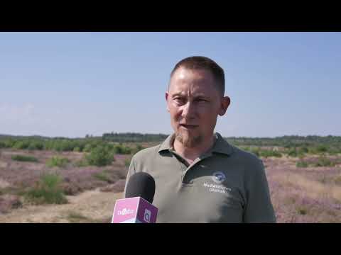 TV ASTA: kwitną wrzosowiska pod Okonkiem