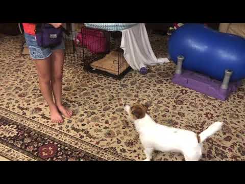 Daisy and Rayelle 10 AKC Novice Tricks