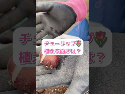 アジアユリの植え方は？メンテナンスと開花  庭園