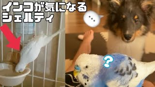 こっそり犬小屋で水分補給するインコ