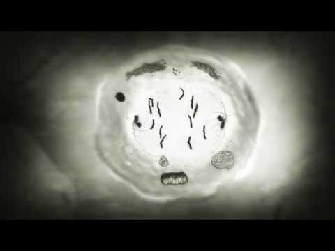 Memetic Transcendence through Culture and Language | Spoken Word Poetry