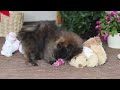 Shihpoo dogs for sale: Jona - Video 1