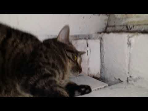 Barmeal (2004) - trailer