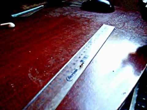 velocidade media de uma formiga